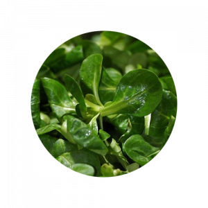 Ackersalat